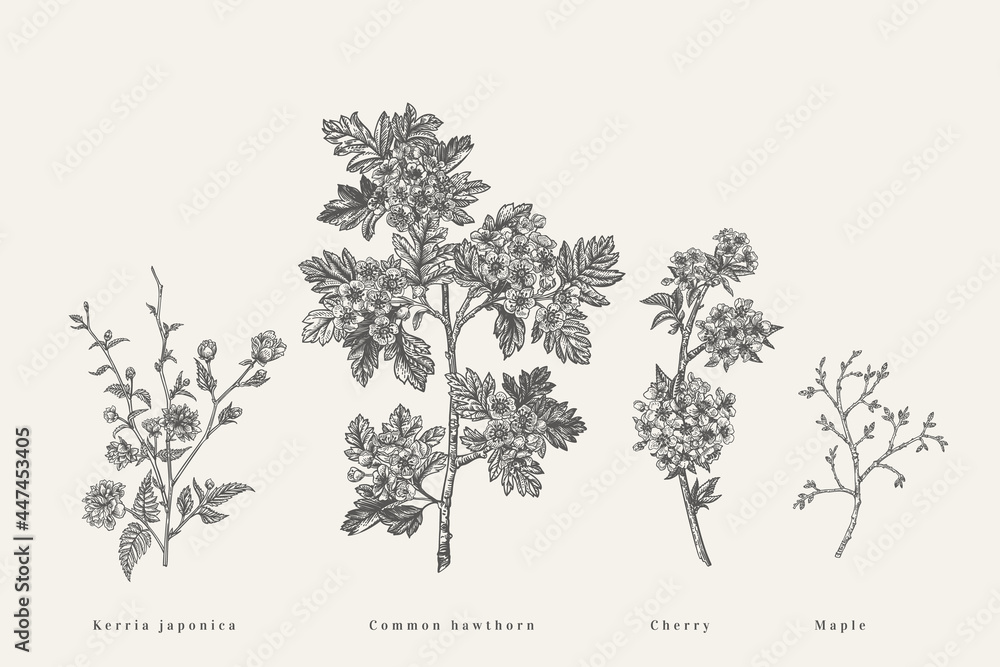 Fototapeta premium Set with flowering branches trees.