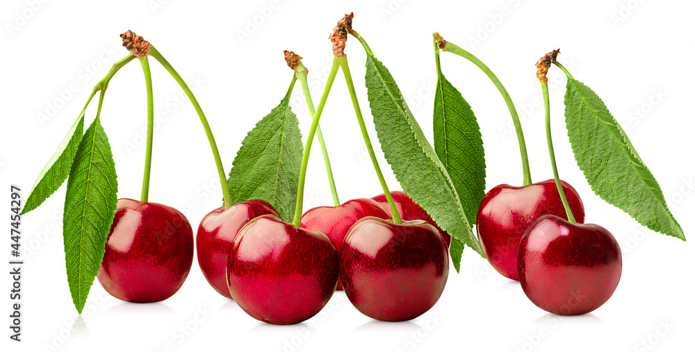 fresh cherries with leaves on white isolated background fresh cherries with leaves on white isolated background