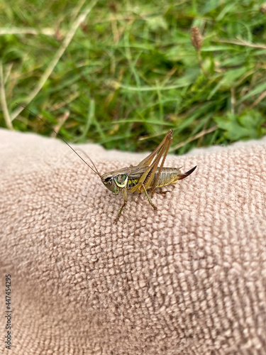 Green grasshopper or common grasshopper Tettigonia viridissima close up photo