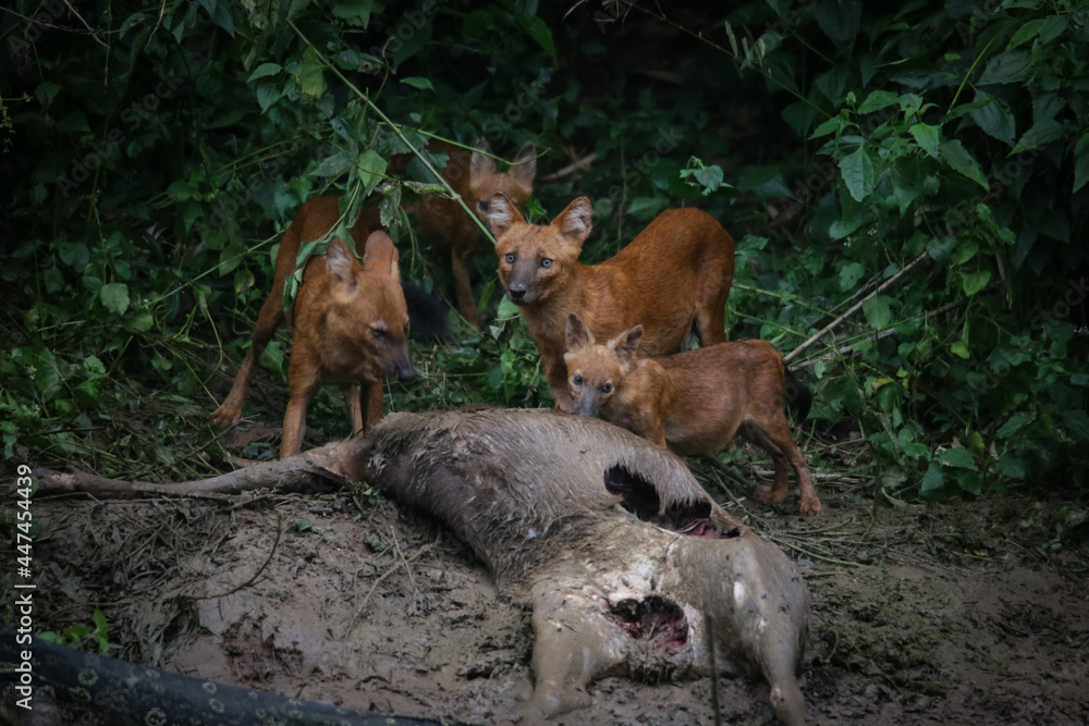 Asian wild dogs and family eating deer after hunted beside Lamtakong canal in the Khao Yai national park Thailand. The wildlife in the forest of Thailand.