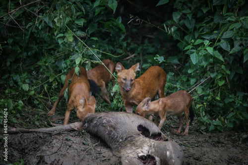 Asian wild dogs and family eating deer after hunted beside Lamtakong canal in the Khao Yai national park Thailand. The wildlife in the forest of Thailand. photo