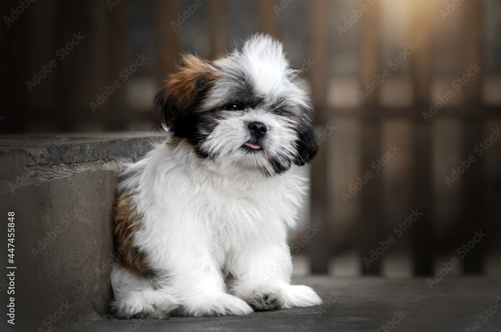 Shih tzu store nature