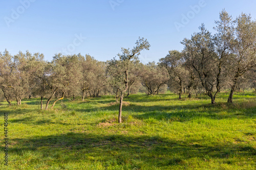 Olive Tree France