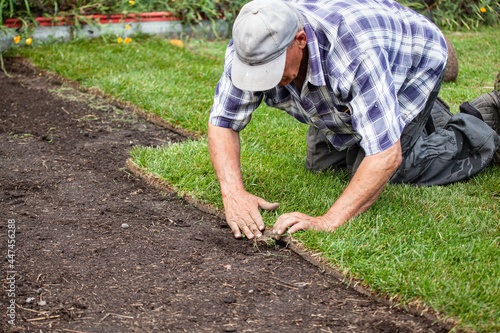 Man laying sod for new garden lawn, gardening