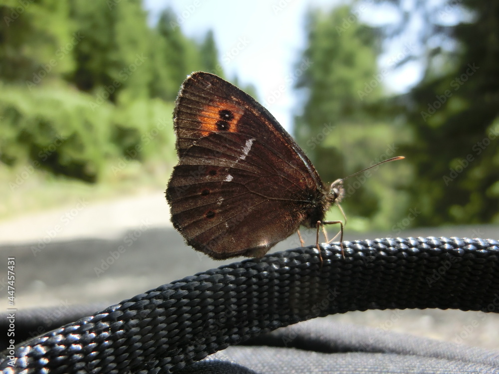 Fototapeta premium Schmetterling