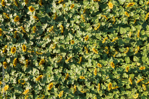 Looking straight down on a sunflower field in full bloom in Rheinhessen / Germany 