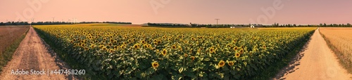 Panoramic shot from a bird's eye view of a sunflower field in Rheinhessen / Germany in the evening 
