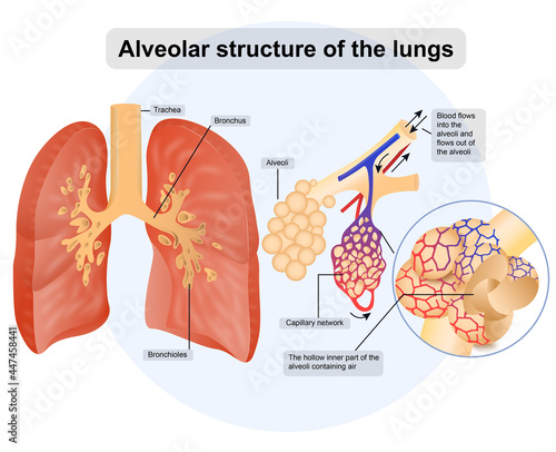 Alveolar structure of the lungs