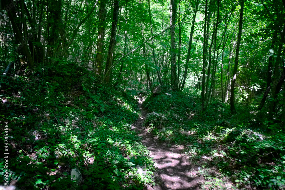 Fototapeta premium Sentiero per le cascate del Fosso di Teria a Secchiano nelle Marche