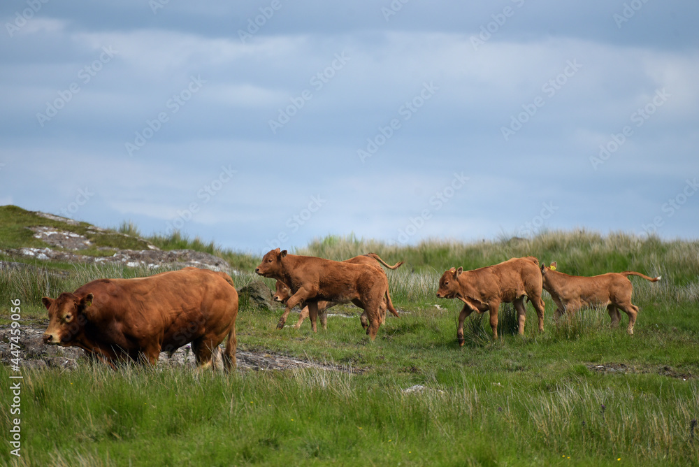 Calves crossing field at Brother’s Point on Skye, Inner Hebrides, Scotland Calves crossing field at Brother’s Point on Skye, Inner Hebrides, Scotland