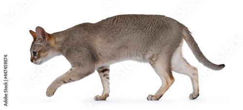 Cute purebred Singapure cat kitten  walking moving side ways. Looking straight ahead away form camera with green yellow eyes. isolated on white background.