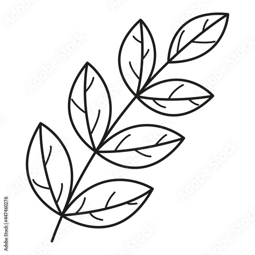 Leaf linear icon. Vector leaves logo. Black and white autumn leaf. Autumn leaves for your projects  illustrations  websites. 