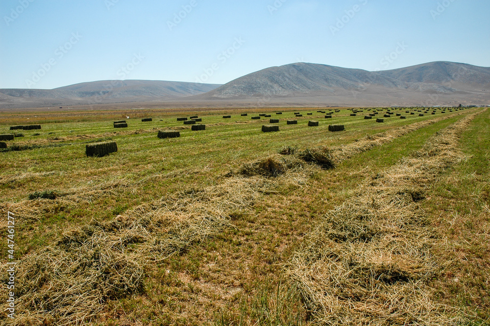 Obraz premium meadow grass field