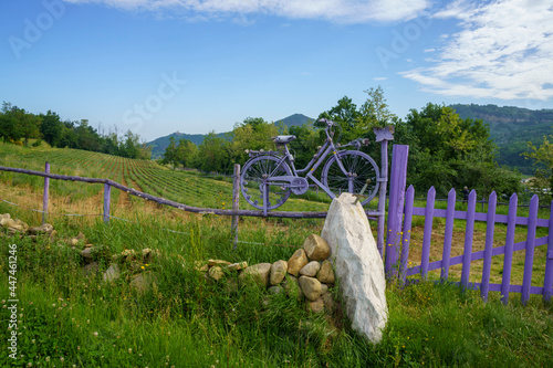 Lavender and vineyards near Godiasco, Pavia, Italy photo