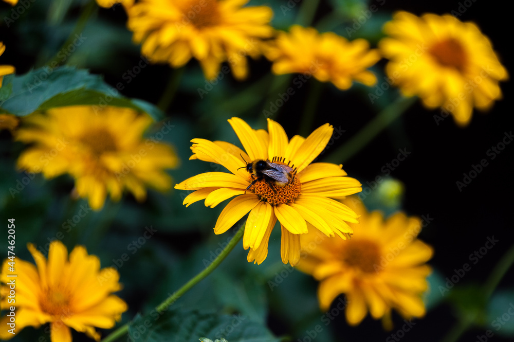 A bumblebee sits on a yellow flower that grows in a flower bed A bumblebee sits on a yellow flower that grows in a flower bed