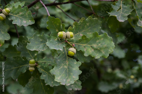 Young oak acorns grow on an oak tree