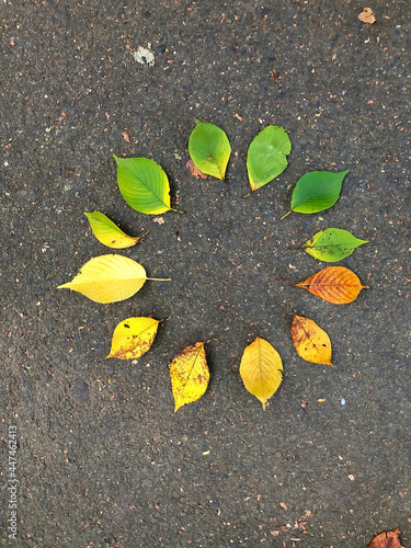 The color circle which was made with the leaf which changed color in autumn