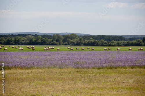 Summer landscape with lavender fields, meadows and hills. Summertime, vacation in Hungary at Lake Balaton.