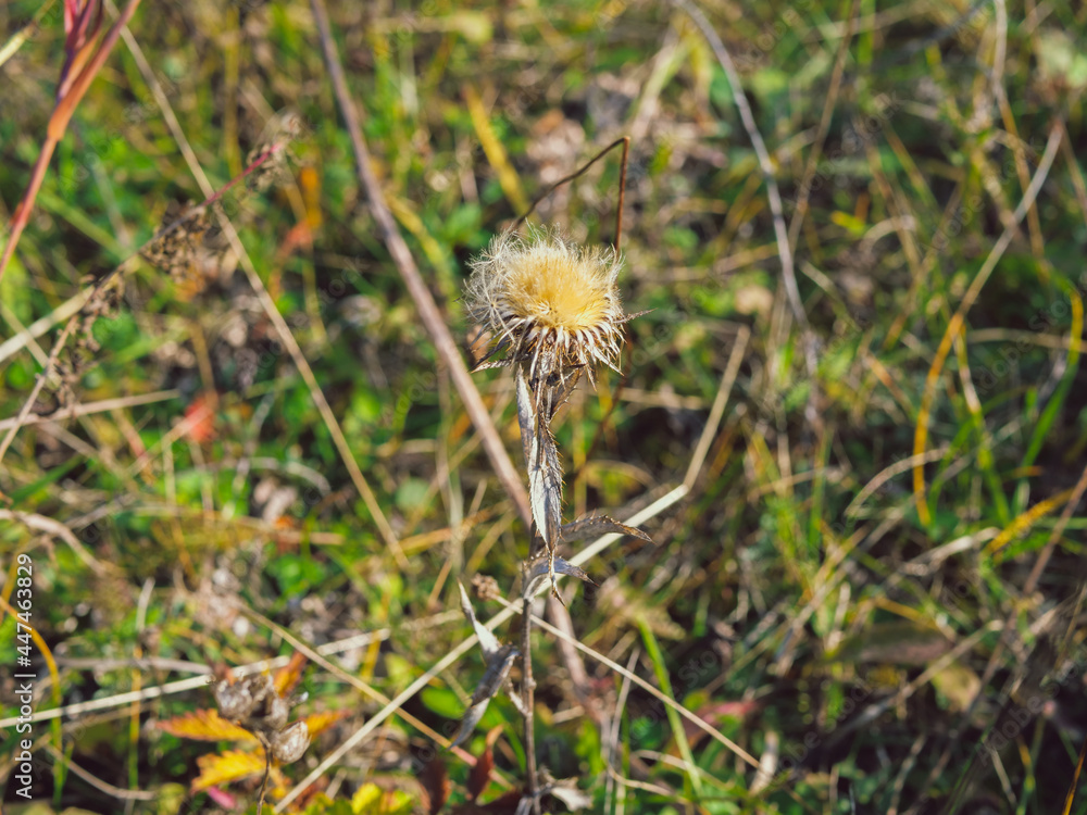 Beautiful grass Beautiful grass