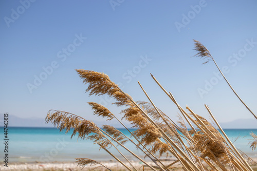 dry reed grass, lake view in the background. Landscape photo about vacation and nature.