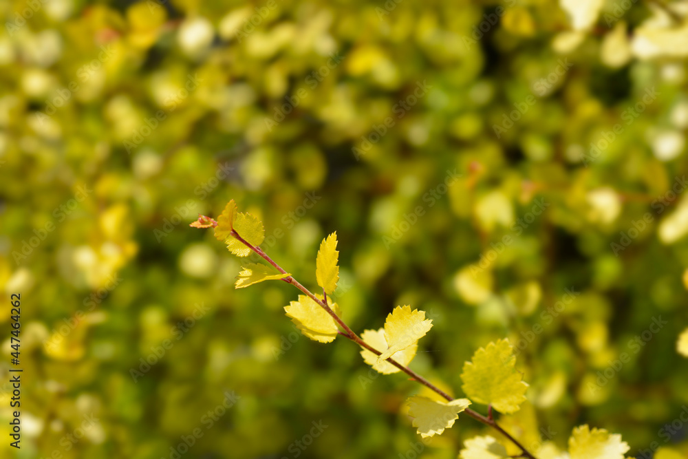Artctic dwarf birch Golden Treasure Artctic dwarf birch Golden Treasure