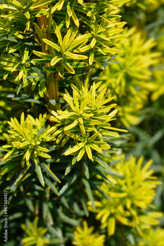 Irish Yew Fastigiata