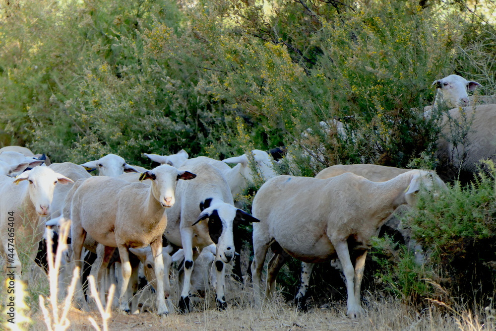 Obraz premium Schafherde in Südspanien