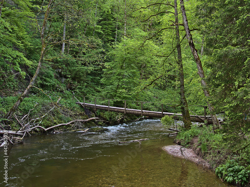 Narrow wooden footbridge spanning a flowing river in idyllic Wutach Gorge   Wutachschlucht    Black Forest  Germany surrounded by dense green vegetation with plants and trees in spring time.