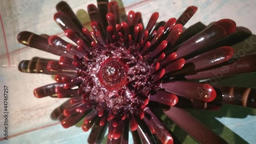 close up shot view of alien spooky looking of dark bloody red color pencil sea urchin marine wildlife creature alive above water with anus like mouth piece turning moving around with teeth and spines photo