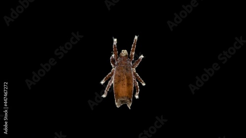 mite (acari) of superfamily Crotonioidea under a microscope, order Oribatida, Family Camisiidae. Sample found in Karelia. Possibly a Camisia sp. photo