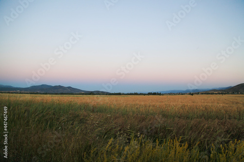 field in the evening