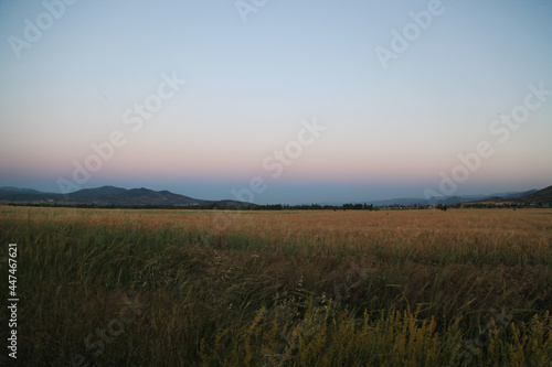 field in the evening