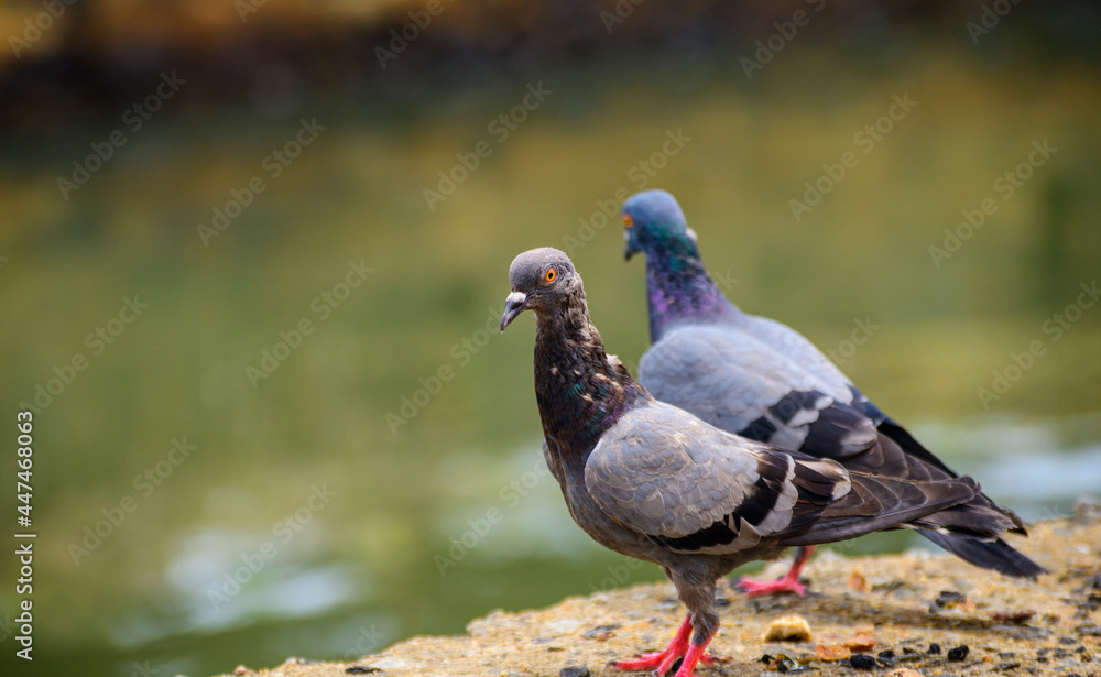 Fototapeta premium Beautiful cute street pigeon pair standing near a water stream in the background. Bright yellowish-orange eyes, close-up birds portraiture photograph.