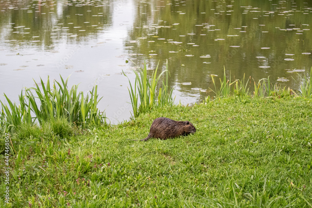 Wild nutria eating grass on the shore of Savica fishing pond in city of Zagreb Wild nutria eating grass on the shore of Savica fishing pond in city of Zagreb