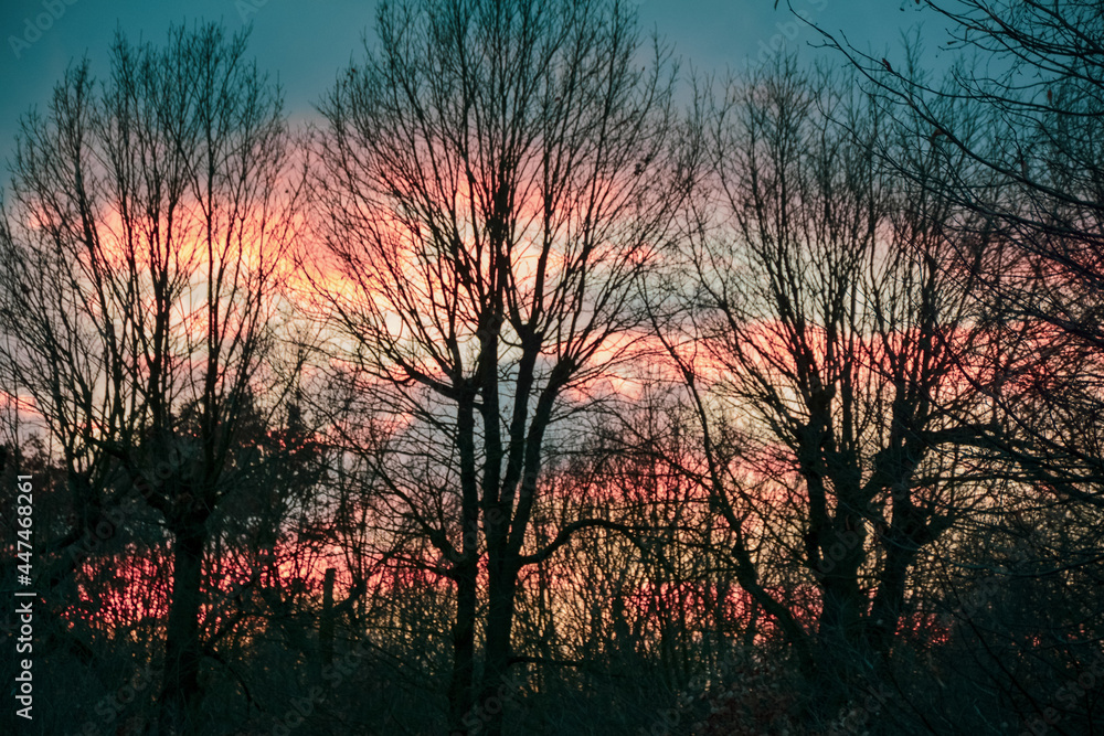 Sunset Trees