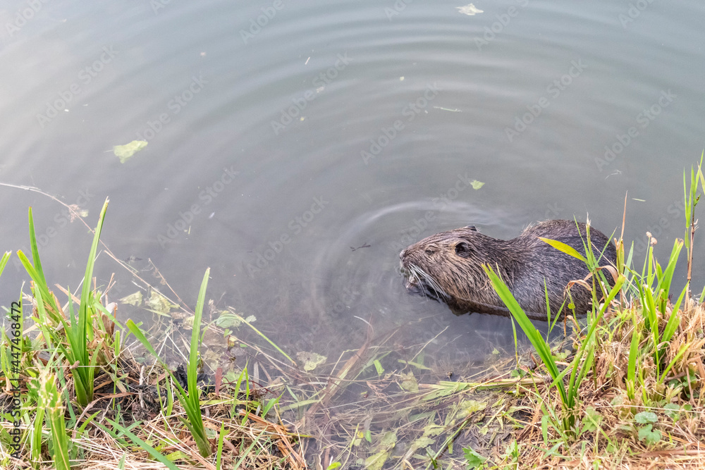 Wild nutria standing in shallow water, feeding on shells in Savica lake in Zagreb city, Croatia Wild nutria standing in shallow water, feeding on shells in Savica lake in Zagreb city, Croatia