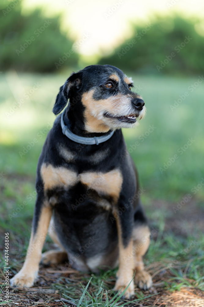 A beautiful portrait of a sittting dog in a park