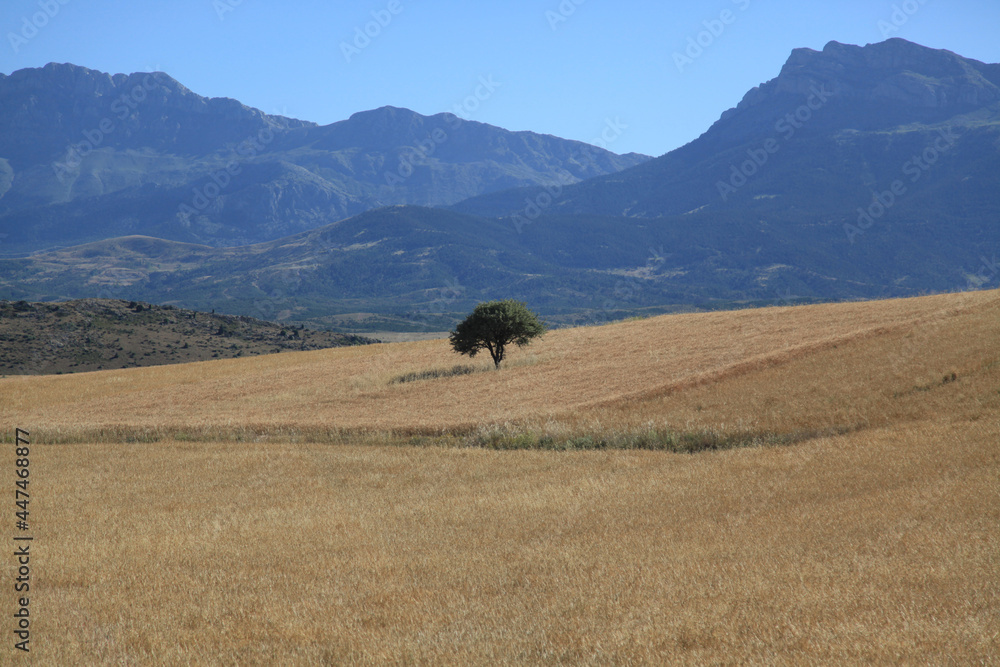 Obraz premium tree in the field