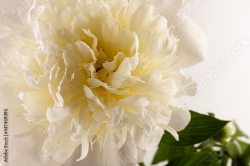 white peony flower isolated on light background © Olga