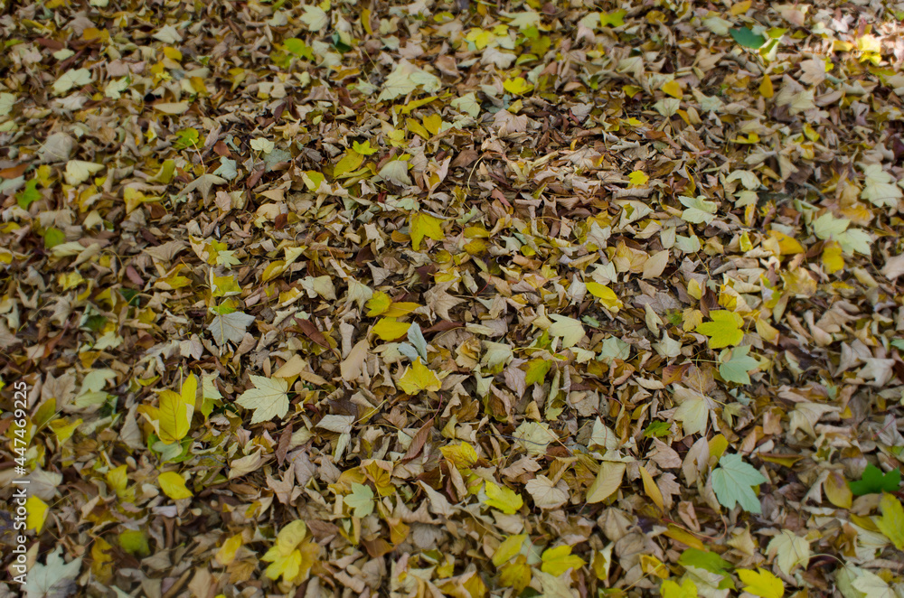 dry yellow and orange leaves on the ground dry yellow and orange leaves on the ground