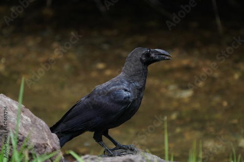 crow in the forest