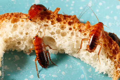 close-up of three cockroaches climb on bread on a blue plate. pest control photo