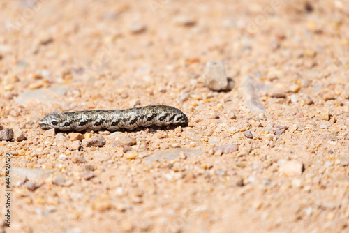 A willowherb hawmoth caterpillar (Proserpinus proserpina) crawls on a sunny dust road in summer. Taken in Burgos in July 2021. photo