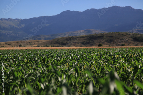 green field