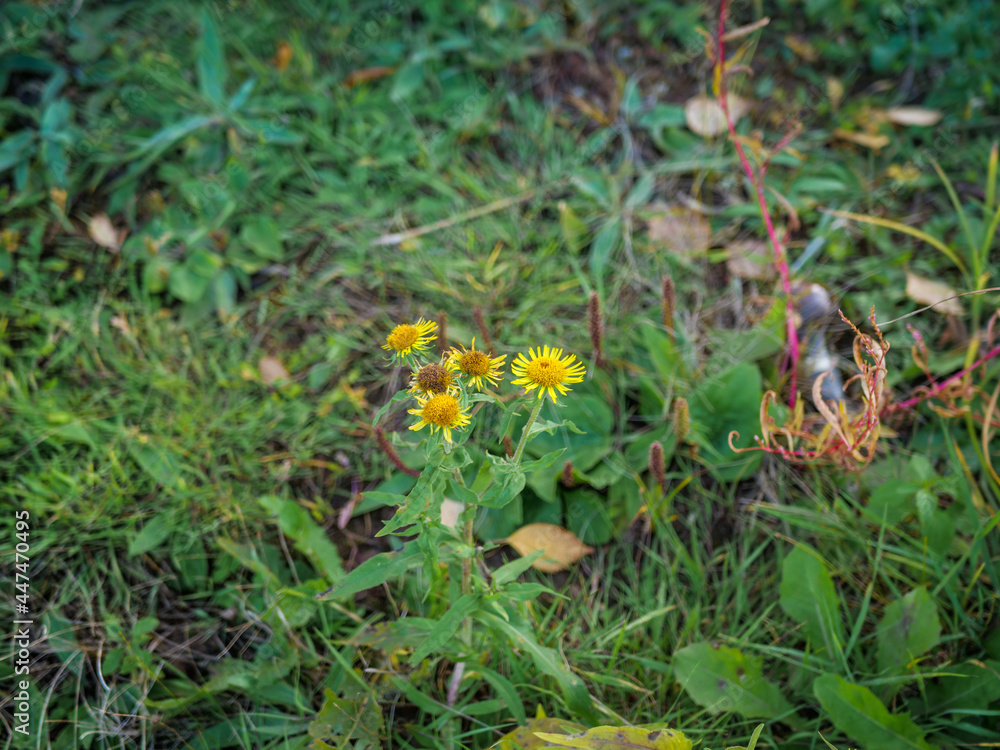 Dandelions Dandelions