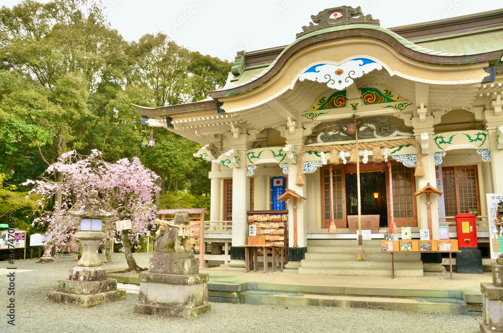 Obraz premium Sakura, shrine, and guardian deity of guardian dogs