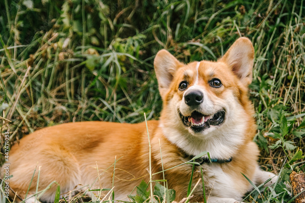 Pembroke red corgi lies in green grass in nature with a stick, which he played