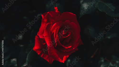 The scarlet rose