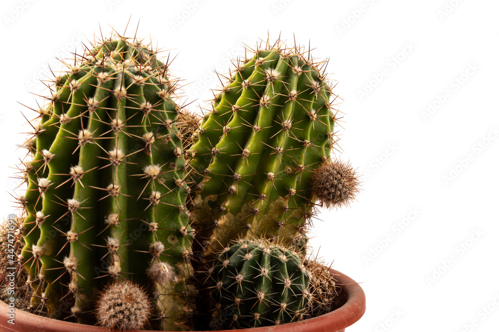 Cactus isolated on white background. free space for text. Cactus isolated on white background. free space for text.