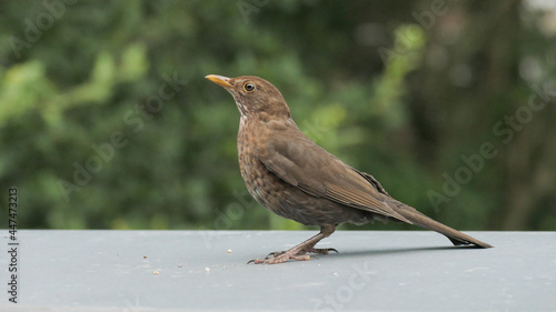 Amsel, Turdus merula, Schwarzdrossel, Drossel, Vogel, Singvogel, Natur, Tier, Garten